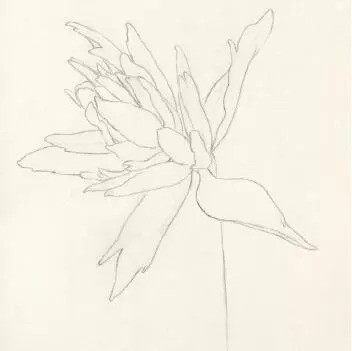 火焰花的水彩花卉绘画技法