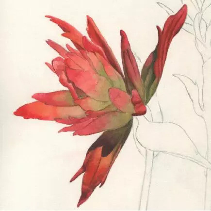 火焰花的水彩花卉绘画技法