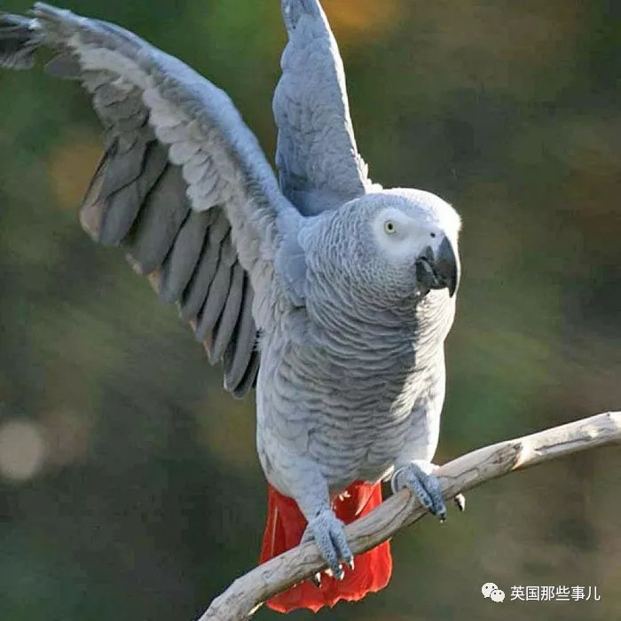 非洲灰鹦鹉是最聪明的鸟类之一,它们知道和主人或来访的客人开玩笑或