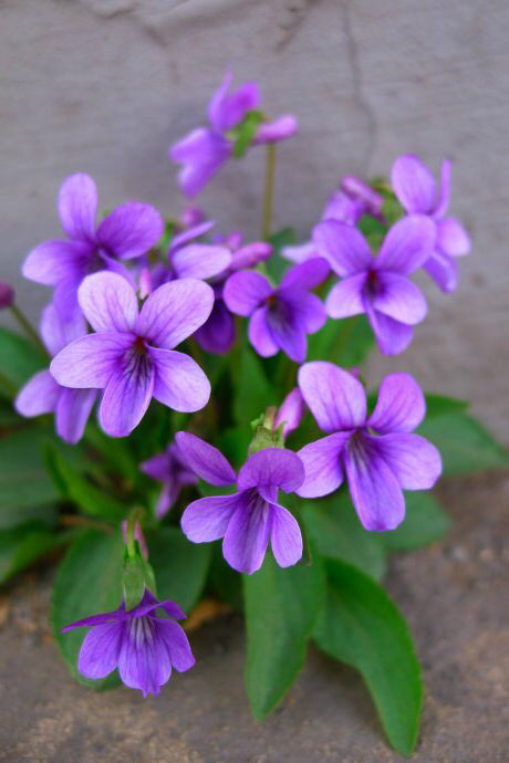 开春会见到两种同开紫花的野菜,紫花地丁和早开堇菜你