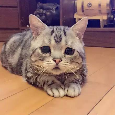 最近爆红的一只楚楚可怜猫，可能是林黛玉变的!_订阅_腾讯网