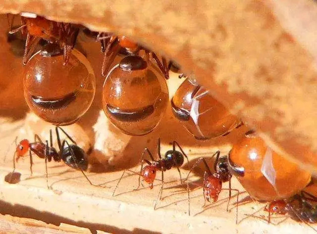 蚂蚁世界的军事:不战而屈人之兵
