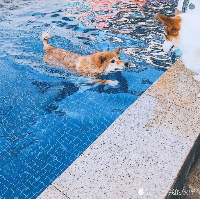 柴犬带柯基女友去游泳,矫健泳姿引女友叫好,上岸时却尴尬了,柴:妈呀