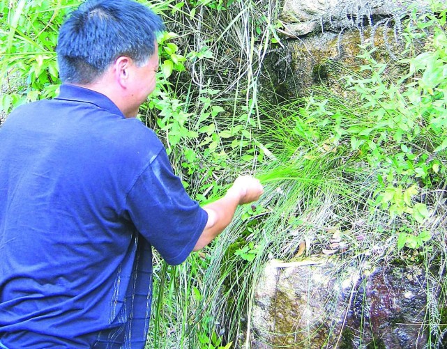 荒坡上的一种野草,30年前用它做草鞋,也被称为"坟头草"