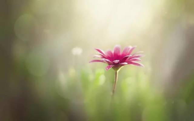 我是一颗会开花的树