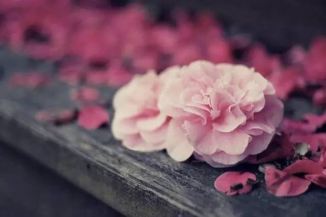 我是一颗会开花的树