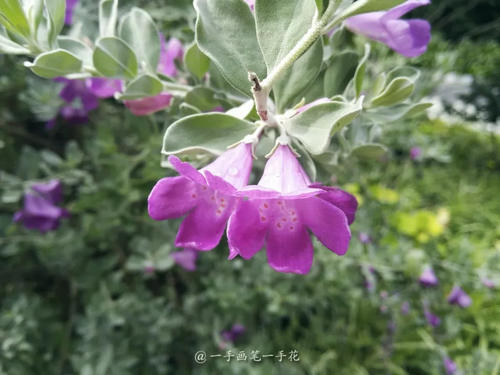 红花玉芙蓉银树火花,更胜火树银花