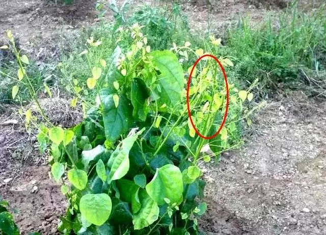 农村一种野菜人称"姑娘菜",不仅营养丰富,而且烹饪