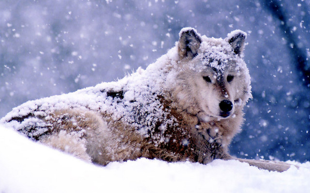 狼行成双,一个感人的故事 丨可读