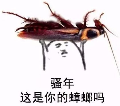 广州的蟑螂有多可怕?