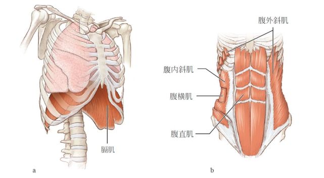 最深层的核心肌肉由膈肌,腹横肌,腹直肌,腹斜肌,脊柱肌肉和盆底肌肉