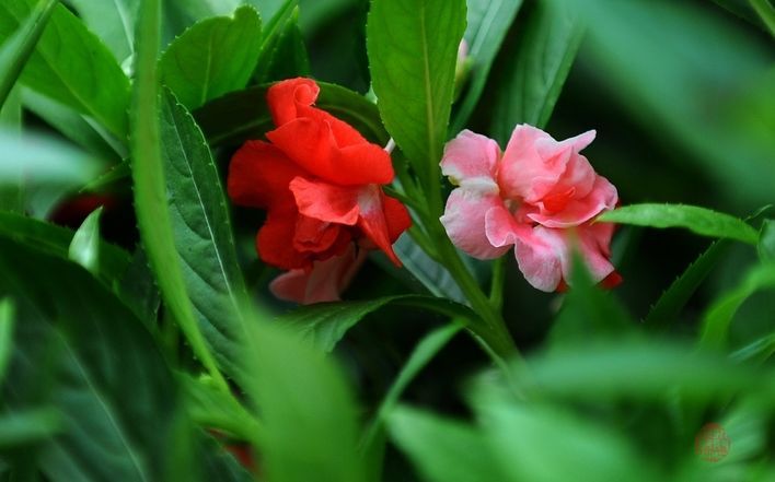 凤仙花,曾染红云在指头._腾讯新闻