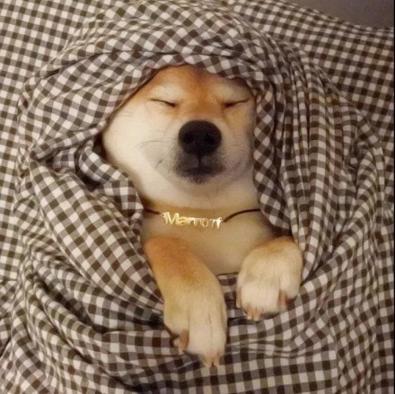 柴犬睡觉表情包:盖好我的小被子!