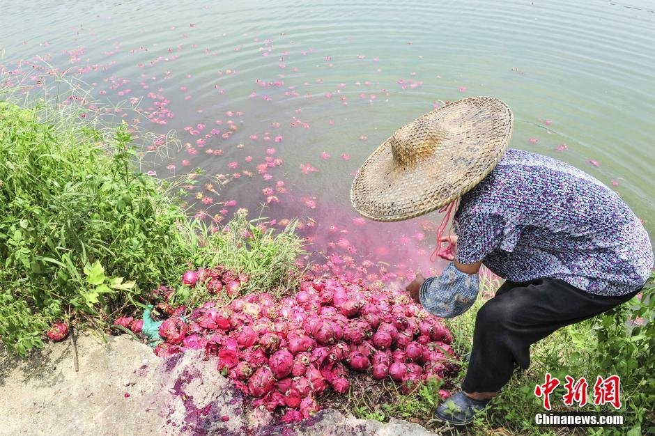 組圖：廣東佛山數(shù)千斤火龍果滯銷(xiāo) 被倒入魚(yú)塘喂魚(yú)