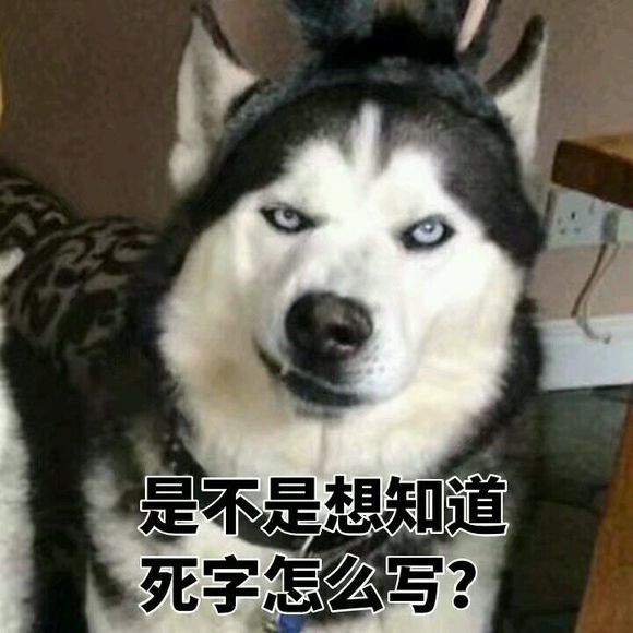 今天小编就盘点一下那些哈士奇的表情