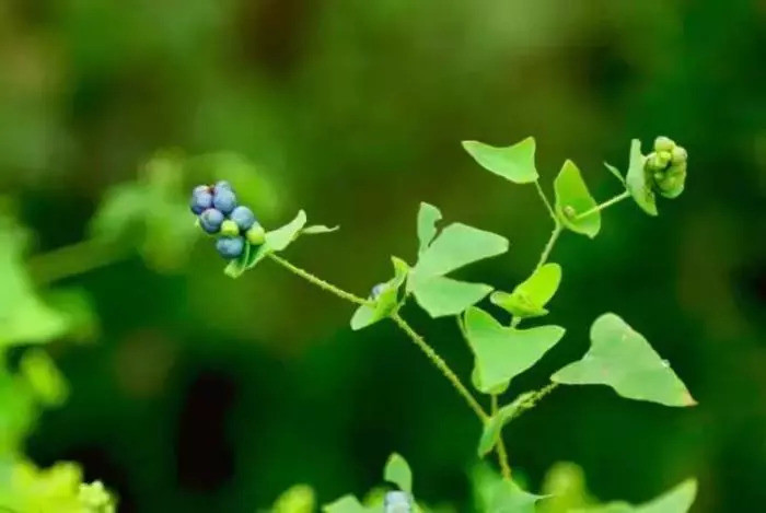 一味民间草药,既可治疱疹,又可治痔疮