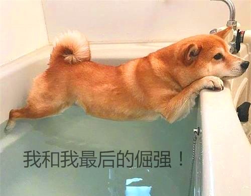 柴犬不想洗澡,以这样的姿势苦苦支撑,网友看后忍不住哈哈大笑