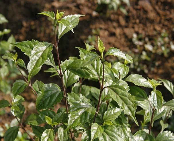 腐婢【别名】豆腐木,满山香,凉粉叶,六月冻,小青树,观音柴,豆腐柴