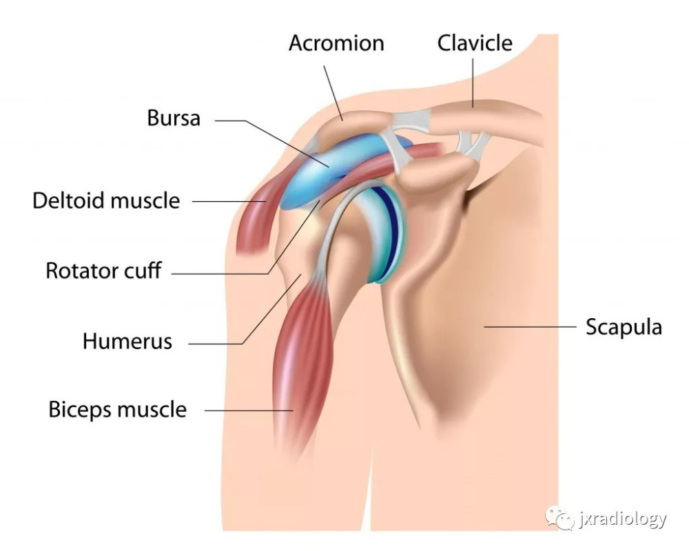 图解肩关节周围滑囊