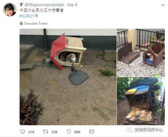 台风过后,网友晒出了三名受害者,太搞笑了