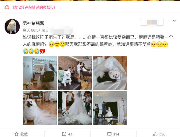 张馨予用自家宠物狗微博公布婚纱拍摄现场照片，网友称“太寒酸”
