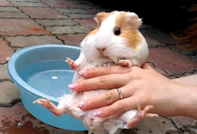 这么肥的天竺鼠洗澡,萌倒众人,网友:吃可爱多长大的吧!