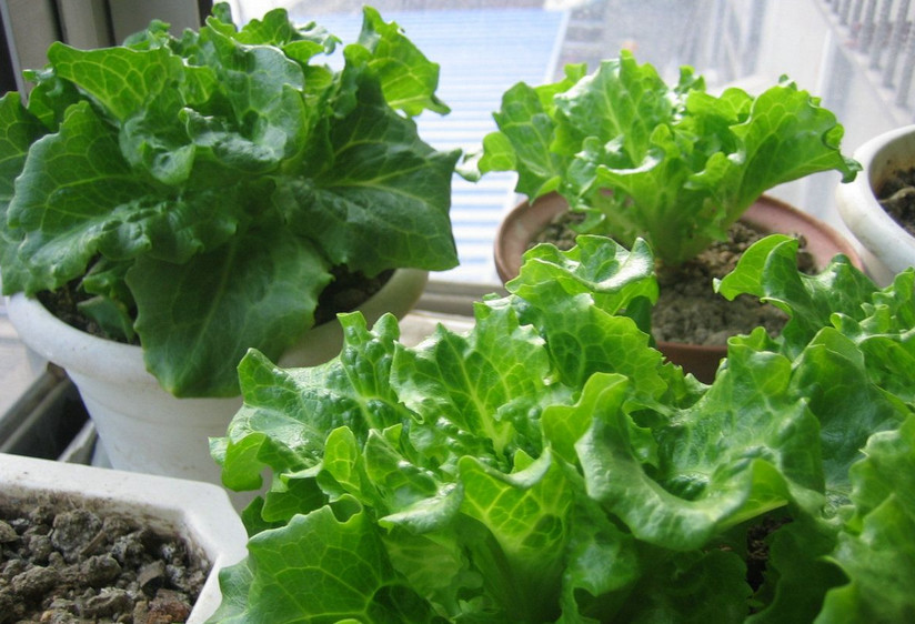 这几种盆栽蔬菜长得特别快,现在种下,30天就上餐桌,还