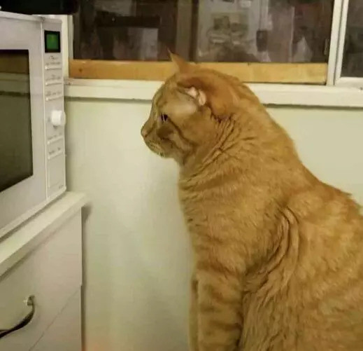 橘猫坐微波炉前不走,主人凑近一看,橘猫:我好美看醉了