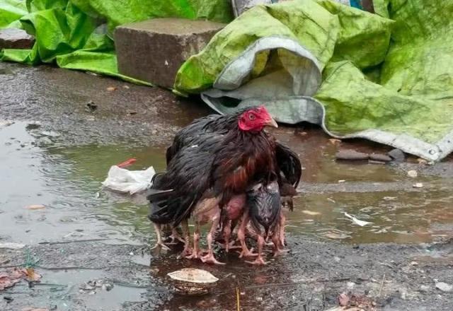 母鸡在雨中保护小鸡 网友:这才是母爱的伟大