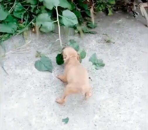 狗狗怒怼路边植物,咬半天不断,那姿势好有节拍