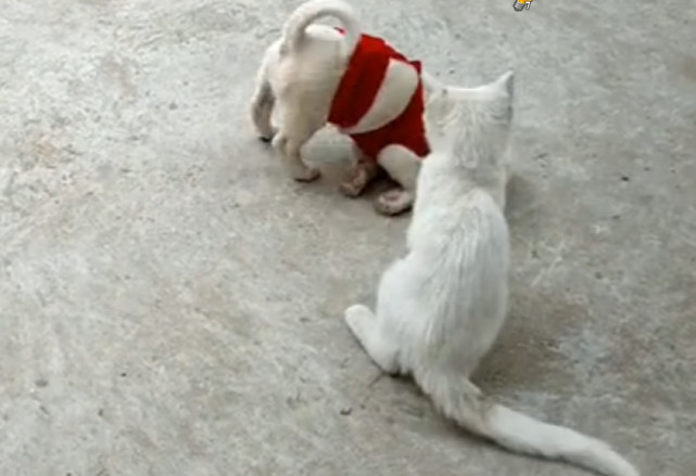 猫狗打架