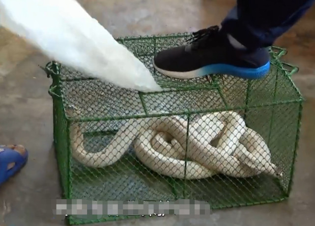 那么,这白蛇究竟属于什么品种呢,记者咨询了相关专家.