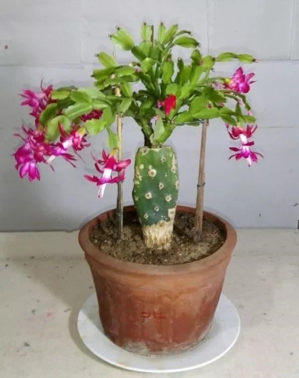 现在嫁接蟹爪兰,1招就能活,蹭蹭往外长新芽!