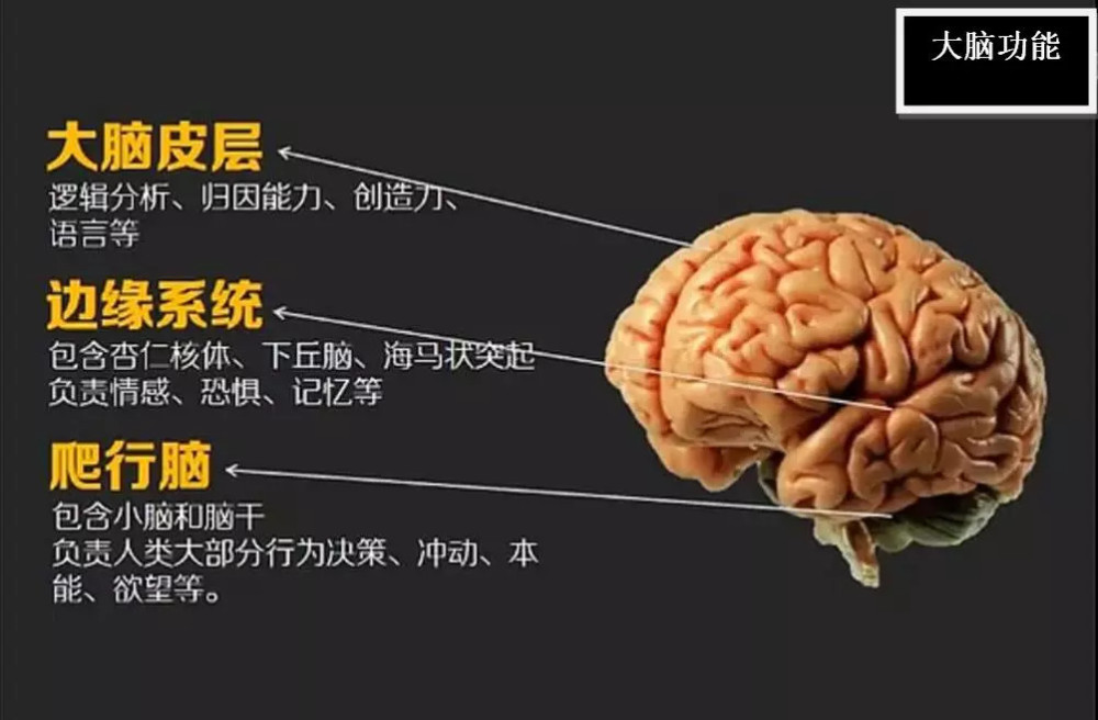 人的大脑研究最新探索!