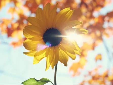 今日头伏,你那天气怎么样?