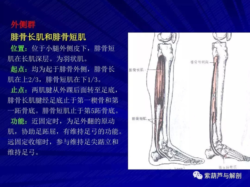 【课件】下肢肌解剖