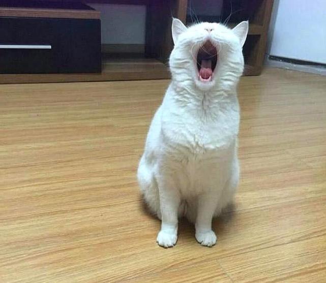 猫咪打哈欠,主人趁机将手指伸进猫嘴,网友:怕了怕了!