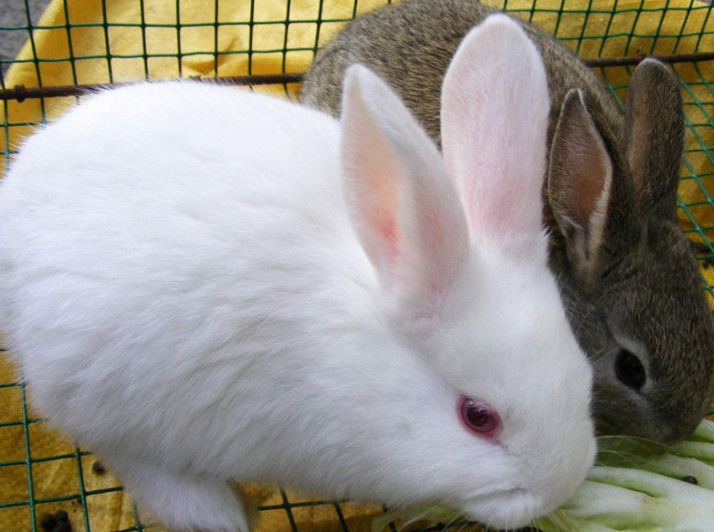 其实小兔子长相也是超萌,但是养它的人不多,不过毛茸茸的样子很受大家
