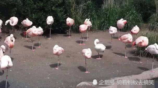一组以假乱真的趣味图片,第二张也太萌了,网友看后笑