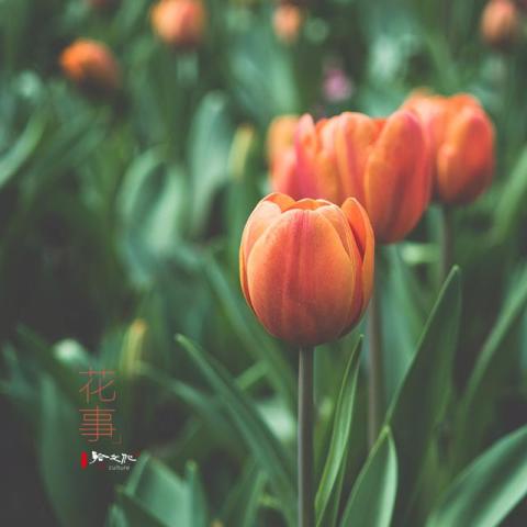 阅读:花事_订阅_腾讯网