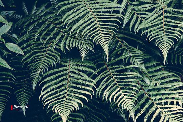 阅读:花事_订阅_腾讯网