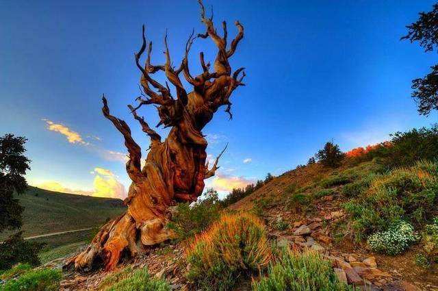 神树排名_秦岭神树(2)