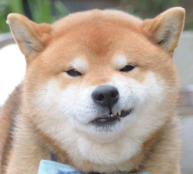 柴犬"终极"表情包系列——邪魅一笑一直被模仿,从未被