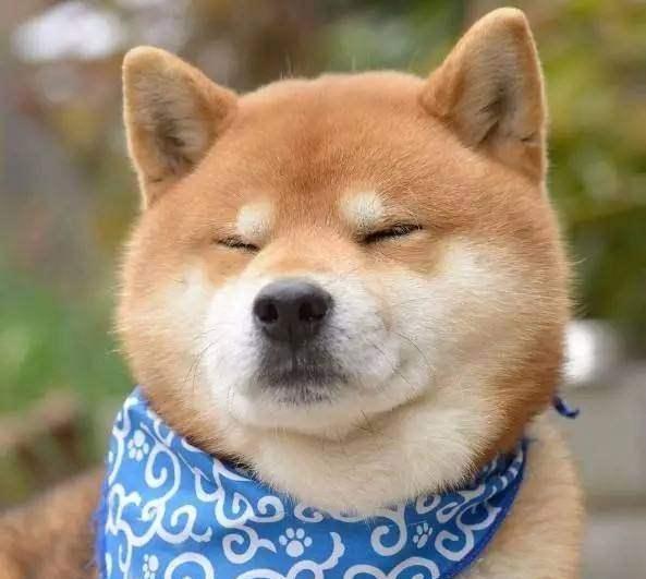 柴犬"终极"表情包系列——邪魅一笑一直被模仿,从未被