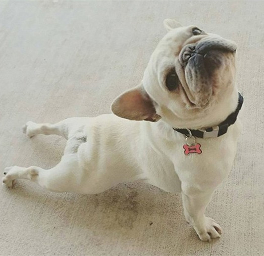 上犬式,嗯……对我来说就是伸伸懒腰