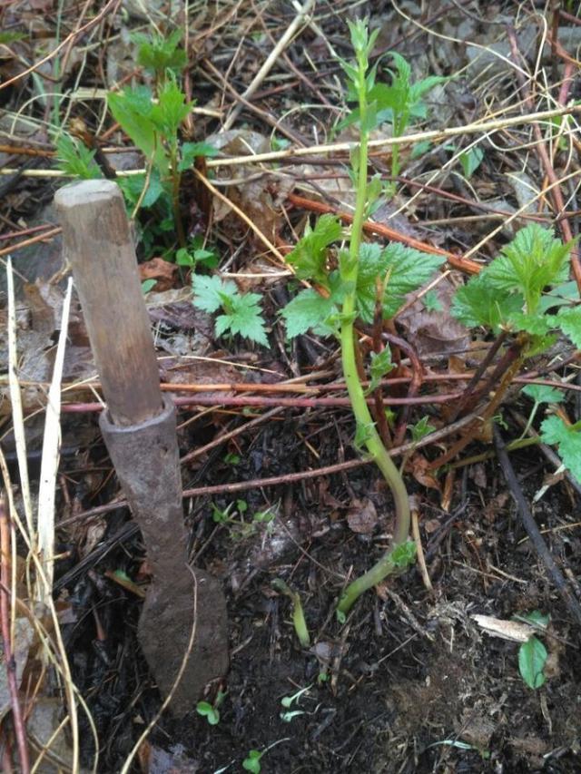 山胡萝卜是一种高营养精品野菜.