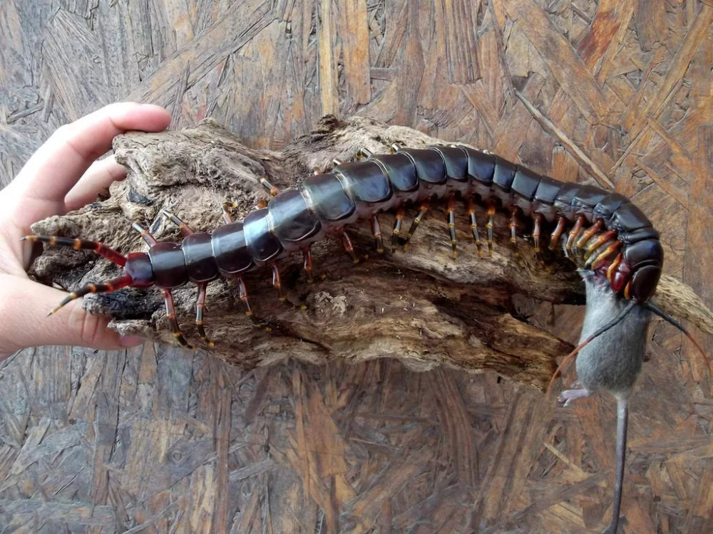 世界上最大的蜈蚣排名，加拉帕格斯巨人蜈蚣第一(长62厘米)