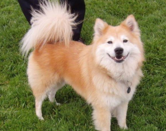 家里的柴犬跟萨摩耶结婚了,生的孩子一言难尽啊
