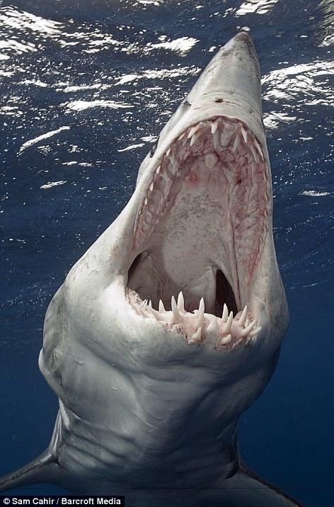 鲨鱼怪物之一《深海狂鲨》变异大鲨鱼评析,世界上最聪明的鲨鱼?