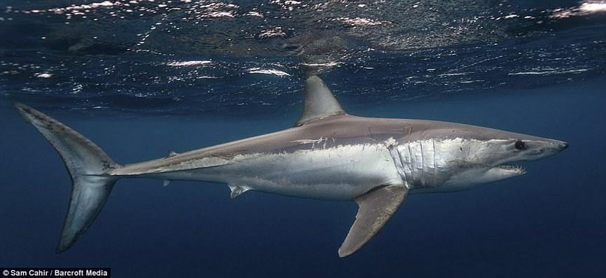 鲨鱼怪物之一《深海狂鲨》变异大鲨鱼评析,世界上最聪明的鲨鱼?